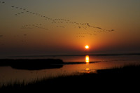 Takeoff at Dawn. Bombay Hook, Delaware