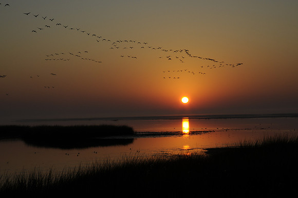 Takeoff at Dawn. Bombay Hook, Delaware