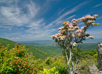 Spring in the mountains. Shenandoah NP
