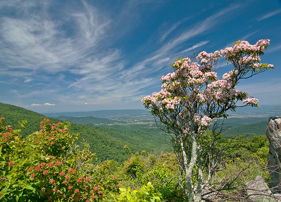 Spring in the mountains. Shenandoah NP