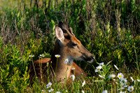 Young buck resting in the Spring flowers. Shenandoah National Park, Virginia.
