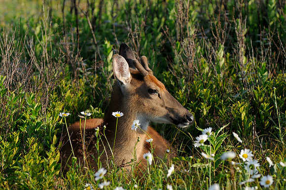 Young buck resting in the Spring flowers. Shenandoah National Park, Virginia.