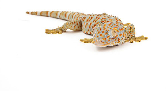 Tokay Gecko