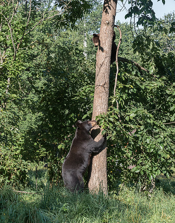 I told you to stay in that tree