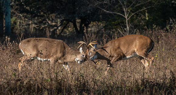 Battling Bucks