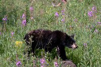 Black bear in wildflowers