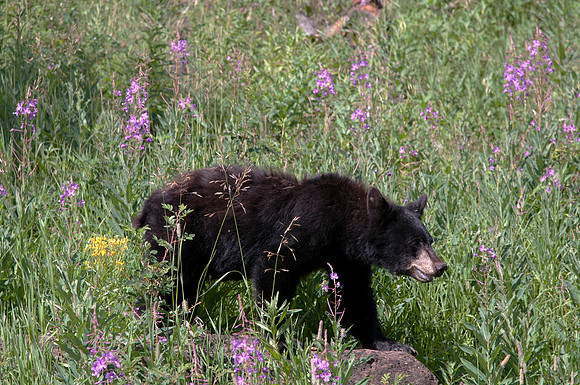 Black bear in wildflowers