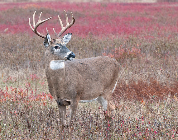 Fall Buck in Big Meadows