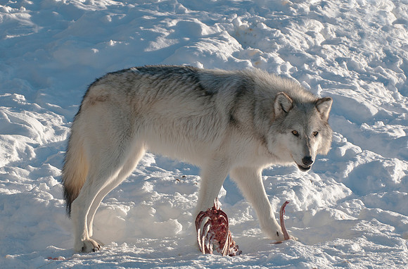 Wolf with carcass
