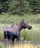 Alaska Moose
