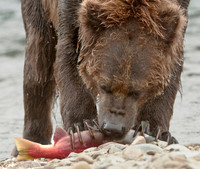 Fresh Salmon in Alaska