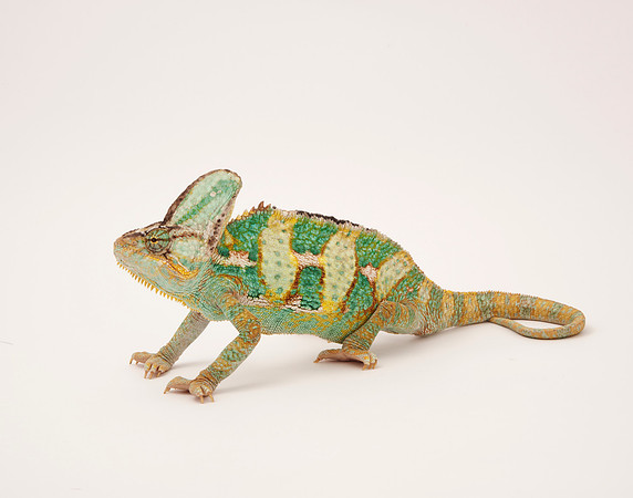 Veiled Chameleon