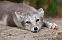 Arctic fox