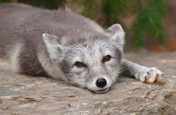 Arctic fox