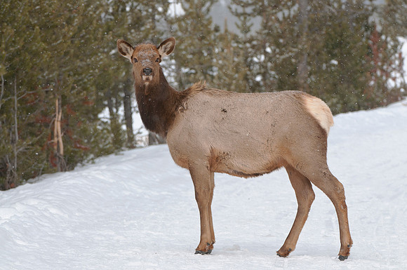 Winter elk