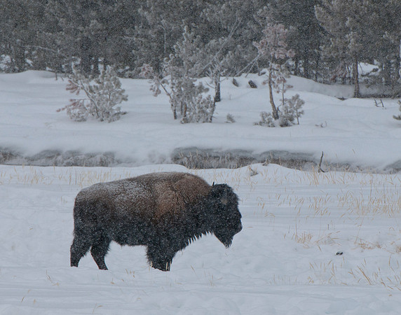 Bison in snowy environment