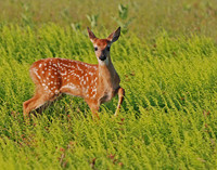 Fawn in Ferns. This image is in the 2013 Shenandoah National Park calendar