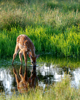 Fawn at Dawn. Winner of the 75th anniversary of Skyline Drive photo contest.