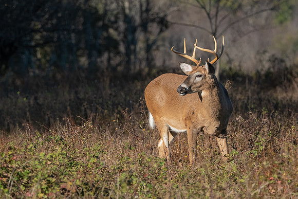 Shenandoah Buck