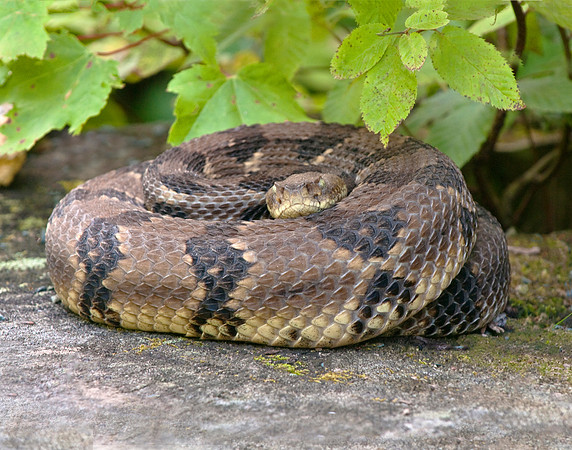 Timber Rattlesnake