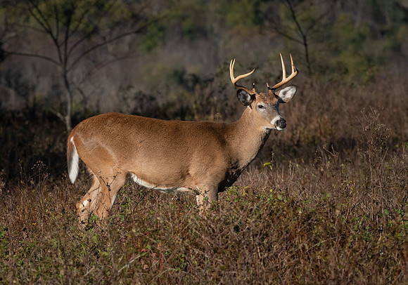 Whitetail Buck in Fall