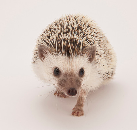 Hedgehog