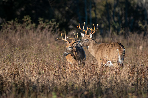 Two beautiful bucks