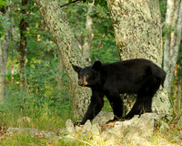 Black bear in Shenandoah National Park, Virginia
