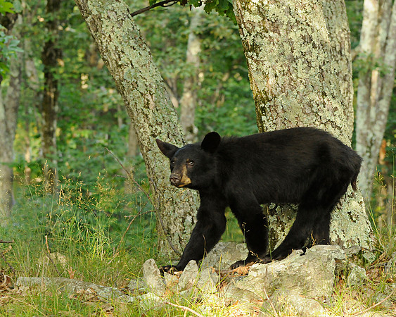 Black bear in Shenandoah National Park, Virginia