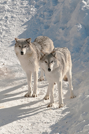 Pair of wolves