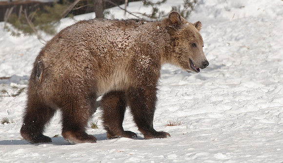 Young grizzly bear in the snow