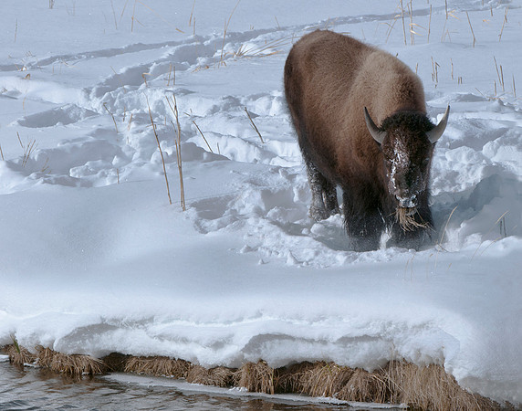 Bison eating at the edge of the Madison River