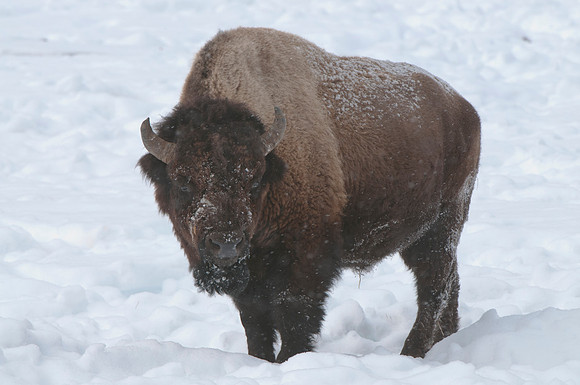 Bison Portrait