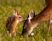 Tender moment