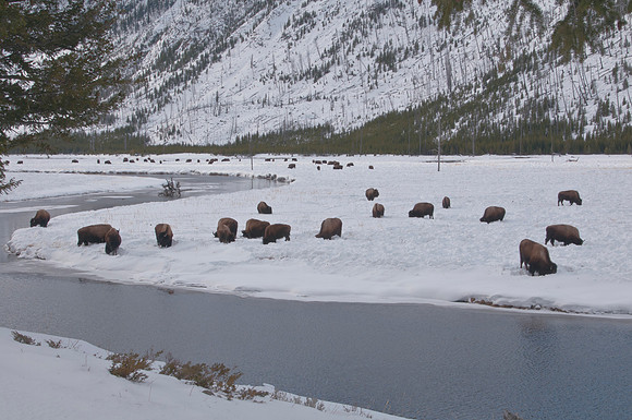 The bison grazing along the Madison River