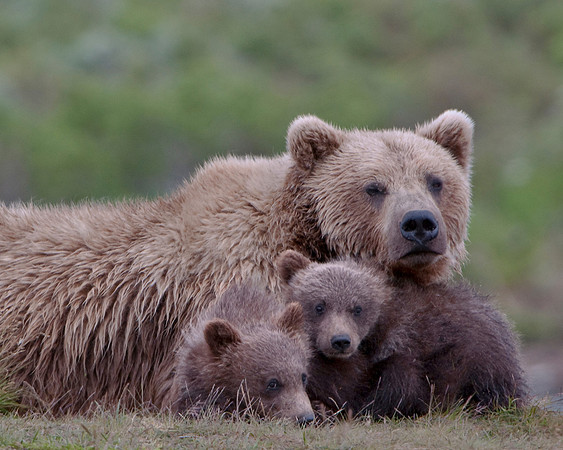 Grizzly family portrait