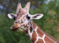 Giraffe eating