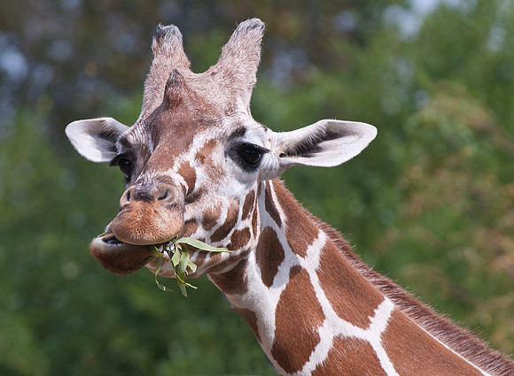 Giraffe eating