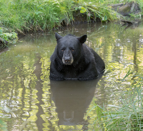 Black bear cooling off in a creek.
