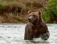 Fishing Grizzly