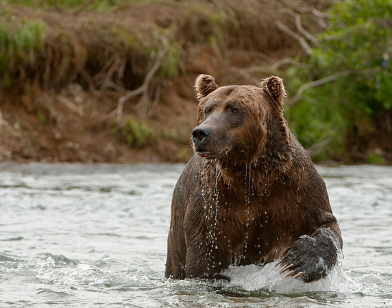 Fishing Grizzly