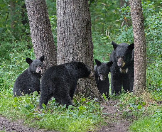 Bear family