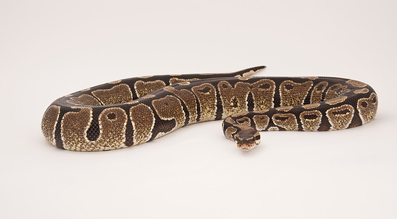 Ball Python