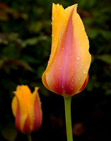 A pair of Spring tulips