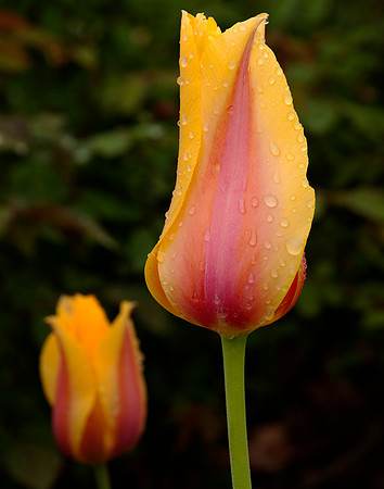 A pair of Spring tulips