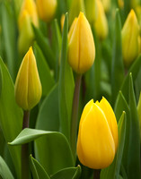 Yellow Tulips