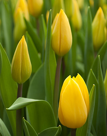 Yellow Tulips