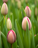 Pink Tulips