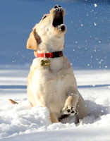 Lab Puppy Playtime