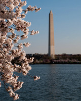 Cherry Blossoms at the Washington Monument
